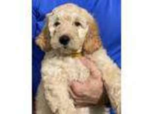 Goldendoodle Puppy for sale in Fort Lauderdale, FL, USA