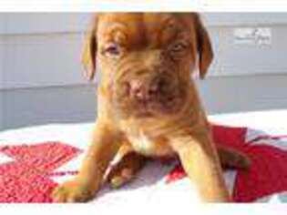 Mastiff Puppy for sale in Chicago, IL, USA