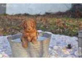 Goldendoodle Puppy for sale in Tryon, NC, USA