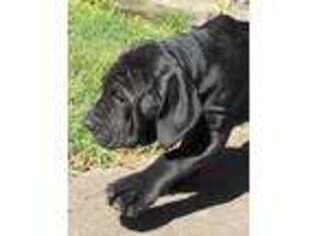 Neapolitan Mastiff Puppy for sale in Butler, MO, USA