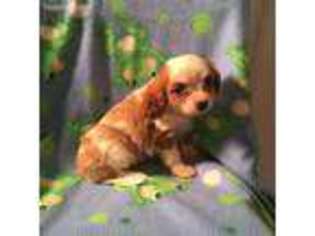Cavalier King Charles Spaniel Puppy for sale in Jacksonville, TX, USA