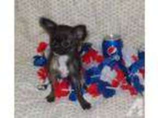 Chihuahua Puppy for sale in WILLIAMSBURG, VA, USA