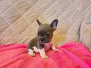 French Bulldog Puppy for sale in Thorp, WI, USA