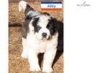 Mutt Puppy for sale in Fairbanks, AK, USA