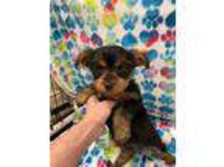Yorkshire Terrier Puppy for sale in Portland, TN, USA