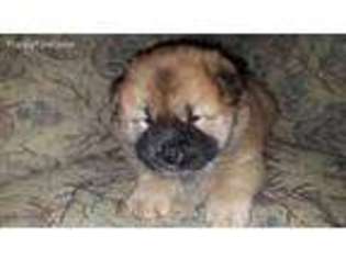 Chow Chow Puppy for sale in Tampa, FL, USA