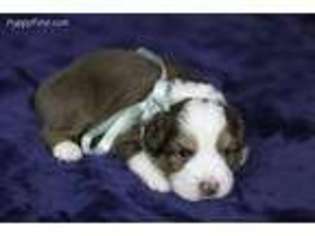 Miniature Australian Shepherd Puppy for sale in Omaha, NE, USA