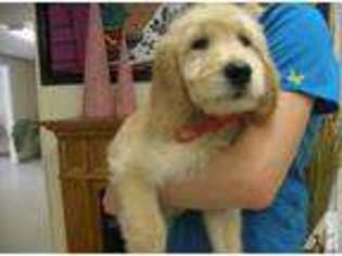 Goldendoodle Puppy for sale in ALBANY, NH, USA