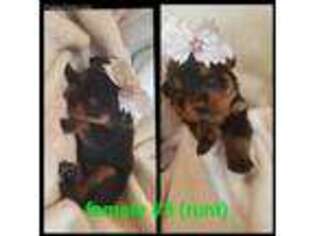 Rottweiler Puppy for sale in Omaha, TX, USA