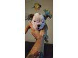 Miniature Bulldog Puppy for sale in Sherwood, AR, USA