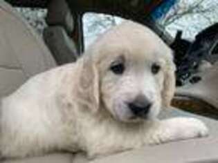 Golden Retriever Puppy for sale in Pearland, TX, USA