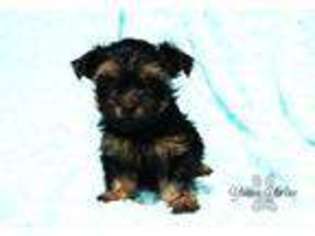 Yorkshire Terrier Puppy for sale in Riverview, FL, USA