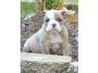 Bulldog Puppy for sale in FREDERICKSBURG, VA, USA