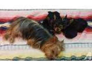 Yorkshire Terrier Puppy for sale in NEW STANTON, PA, USA