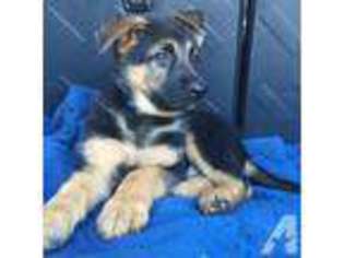 German Shepherd Dog Puppy for sale in ROSEVILLE, CA, USA