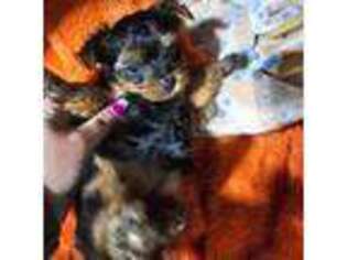 Yorkshire Terrier Puppy for sale in Toney, AL, USA
