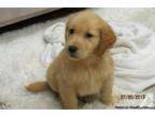 Golden Retriever Puppy for sale in BOYNTON BEACH, FL, USA