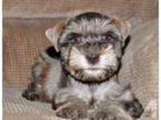 Mutt Puppy for sale in STRUNK, KY, USA