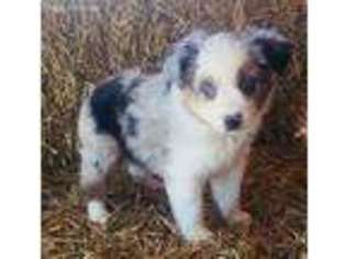 Miniature Australian Shepherd Puppy for sale in Chapman, KS, USA