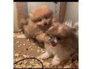 Pomeranian Puppy for sale in Williamstown, KY, USA