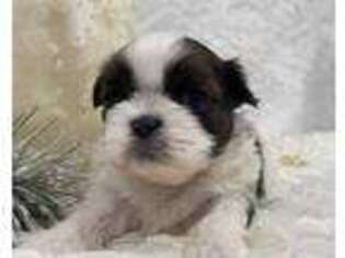 Mutt Puppy for sale in Mount Vernon, WA, USA