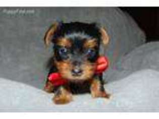 Yorkshire Terrier Puppy for sale in Guymon, OK, USA