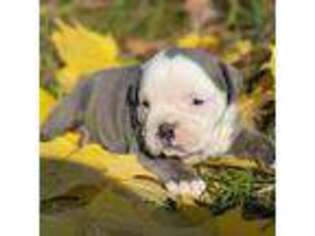 Olde English Bulldogge Puppy for sale in Grand Rapids, MI, USA