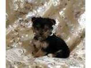 Yorkshire Terrier Puppy for sale in Boones Mill, VA, USA