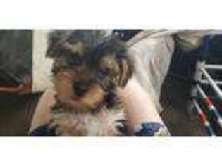 Yorkshire Terrier Puppy for sale in Creola, AL, USA