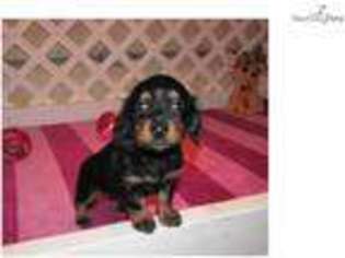 Dachshund Puppy for sale in Fort Worth, TX, USA