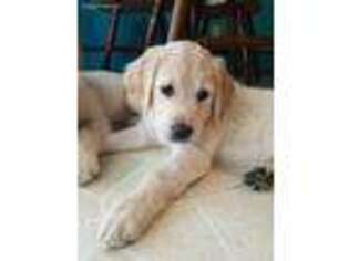 Golden Retriever Puppy for sale in Sheboygan, WI, USA