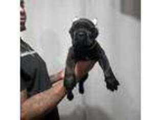 Cane Corso Puppy for sale in Cleveland, OH, USA