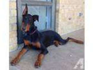 Doberman Pinscher Puppy for sale in BEDFORD, TX, USA