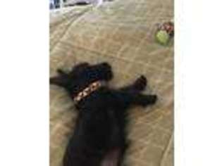 Scottish Terrier Puppy for sale in Hockessin, DE, USA