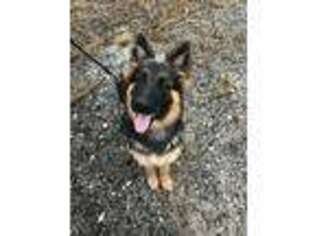 German Shepherd Dog Puppy for sale in Round O, SC, USA