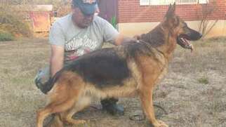 German Shepherd Dog Puppy for sale in Hico, TX, USA
