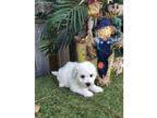 Bichon Frise Puppy for sale in Alma, GA, USA