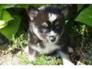Pomeranian Puppy for sale in New Haven, IN, USA