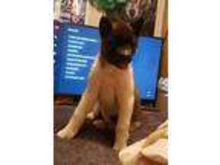 Akita Puppy for sale in Lonaconing, MD, USA