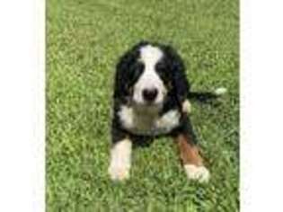 Bernese Mountain Dog Puppy for sale in Monroe, NC, USA