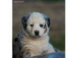 Australian Shepherd Puppy for sale in Cave Creek, AZ, USA
