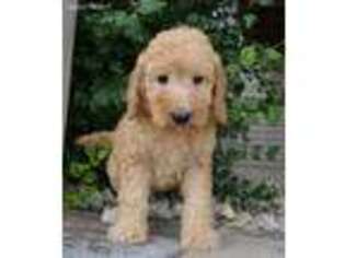 Goldendoodle Puppy for sale in Celina, OH, USA