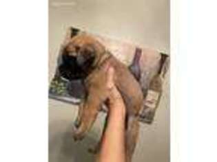 Mastiff Puppy for sale in West Lafayette, IN, USA