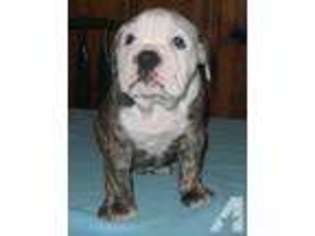 Olde English Bulldogge Puppy for sale in CLINTON, TN, USA