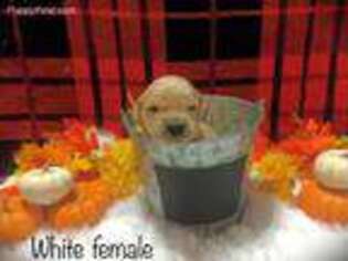 Golden Retriever Puppy for sale in Centertown, MO, USA