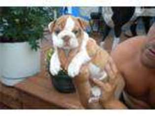 Bulldog Puppy for sale in Grand Rapids, MI, USA