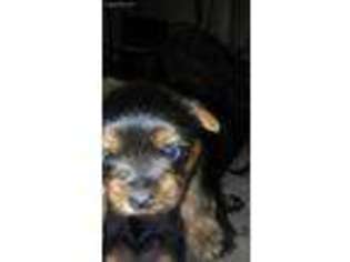 Yorkshire Terrier Puppy for sale in Hendersonville, NC, USA