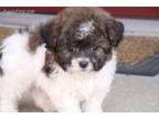 Mutt Puppy for sale in Union Bridge, MD, USA