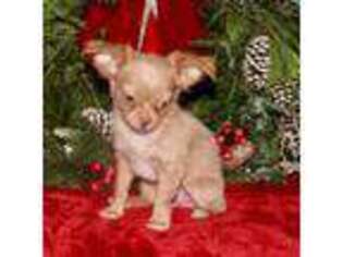 Chihuahua Puppy for sale in Mission, TX, USA