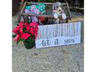 Mutt Puppy for sale in Sylacauga, AL, USA